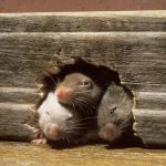 Борьба с мышами дома