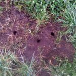 полевки на поле