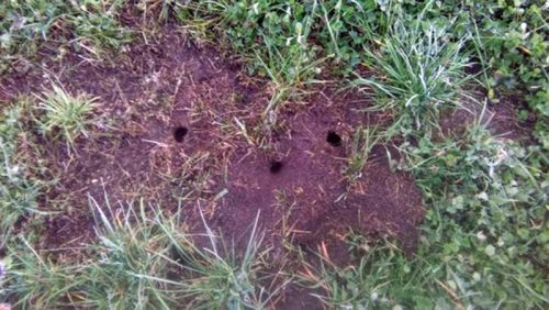 все поле в норах полевки на поле