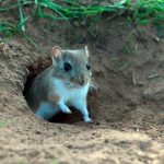 уничтожение грызунов