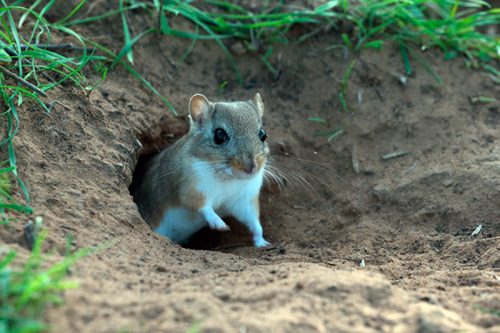 борьба с грызунами уничтожение грызунов