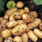 Среднеранний картофель Гранада