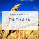 Пшеница