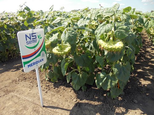 подсолнечник под гранстар