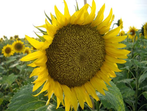 подсолнечник меридиан купить