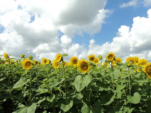 Семена подсолнечника Меридиан под гранстар купить