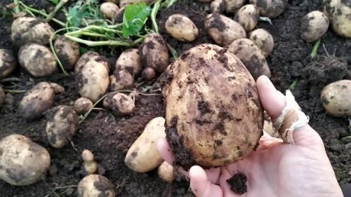 Семенной картофель Аризона