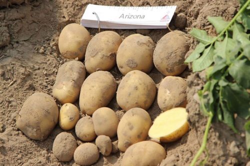 Семенной картофель Аризона характеристика