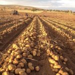 Семенной картофель Мадлен