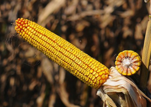 Семена кукурузы НС 2652 Семена кукурузы НС 2652