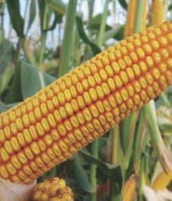 Семена кукурузы НС 3030