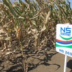 Семена кукурузы НС 2652