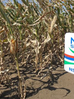 Семена кукурузы НС 2652