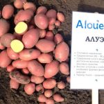 Семенной картофель Алуэт