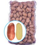 Насіннєва картопля Шері