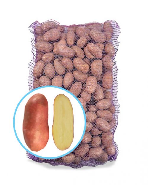 Насіннєва картопля Шері