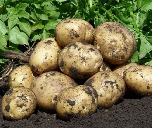 potato_gala_1