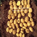 Семенной картофель Лаудин