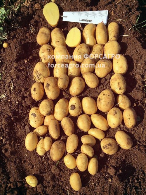 Семенной картофель Лаудин Семенной картофель Лаудин