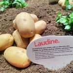 Семенной картофель Лаудин