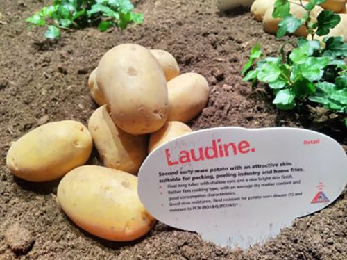 Семенной картофель Лаудин Семенной картофель Лаудин
