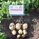 Семенной картофель Парадизо клубни
