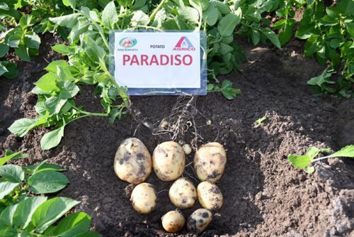 Семенной картофель Парадизо клубни Семенной картофель Парадизо клубни