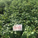 Семенной картофель Парадизо