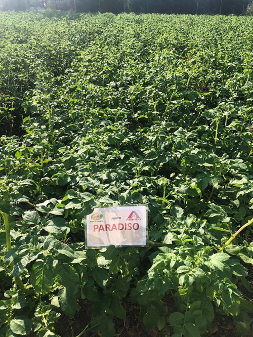 Семенной картофель Парадизо Семенной картофель Парадизо