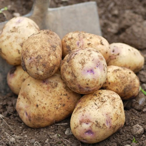 Семенной картофель Пикассо