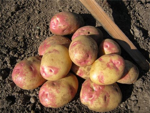 Семенной картофель Пикассо