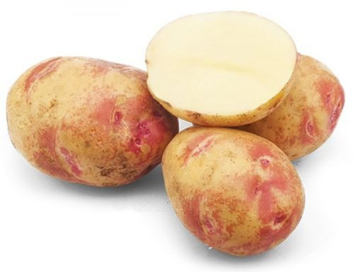 Семенной картофель Пикассо