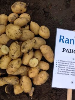 Семенной картофель Раноми