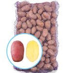 Семенной картофель Рудольф