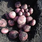 Семенной картофель Рудольф клубни