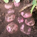 Семенной картофель Рудольф клубни