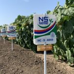 Семена подсолнечника НС Х 6045