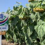 подсолнечник НС Х 6045