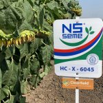 подсолнечник НС Х 6045