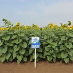 Семена подсолнечника НС ТАУРУС