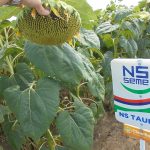 Семена подсолнечника НС ТАУРУС