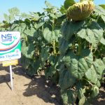 Семена подсолнечника НС ТАУРУС