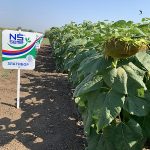 Семена подсолнечника ЗЛАТИБОР