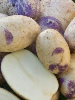 Семенной картофель Блю Белле