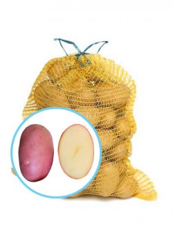 Семенной картофель Лабелла