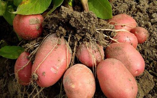 potato_red_lady_2