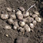 Семенной картофель Марфуша уборка