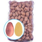 Семенной картофель Славянка