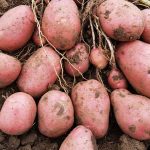 Семенной картофель Славянка