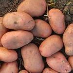 Семенной картофель Славянка